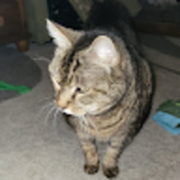 Meet your Posher, Ann - Picture 1 of 1